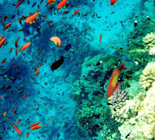 Faszinierende Unterwasserwelt