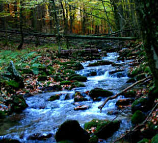 Schöne Wege neben dem Bacherl