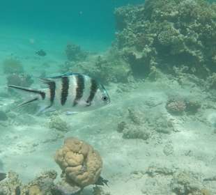 Soo viele Fische?