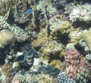 Coraux à Abu Dabbab