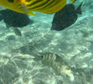 Schnorcheln Marsa Alam