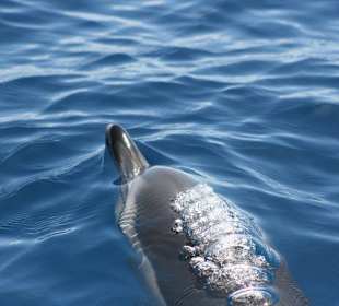 Katamaran Santa Maria