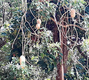 Pamplemousses Botanical Garden