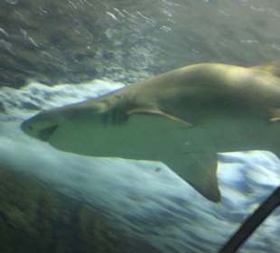 Marineland