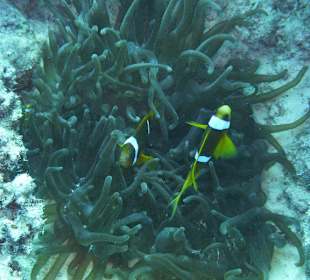 Clownfische