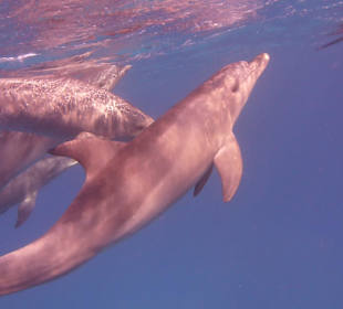 Schwimmen mit Delfinen...