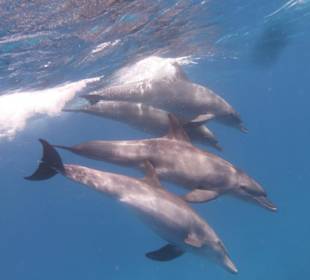 Mogli Delfine und Schnorcheln 