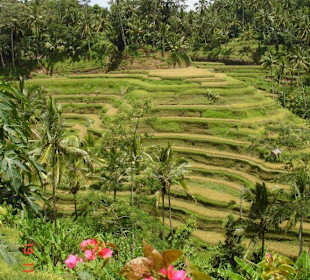 Рисовые террасы