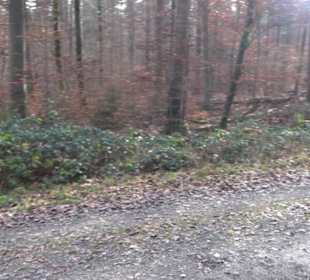 Alter Abteilungsstein 1