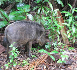 Wildschwein auf dem Weg