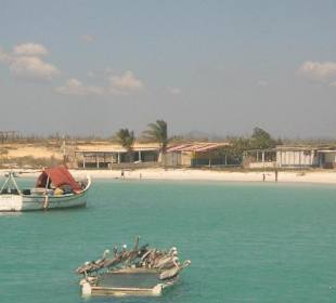 Pelikana an einem einsamen Strand