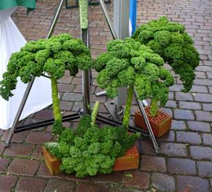 Der Hauptdarsteller bei "Hallo Grünkohl"