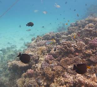 Unterwasserfoto am Hausriff