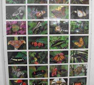 Schmetterlingshaus Jonsdorf