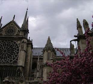 Собор парижской богоматери