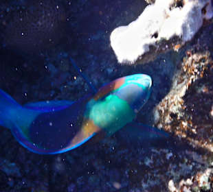 Schnorcheln Makadi Bay