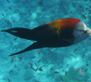 Stülpmaul-Lippfisch