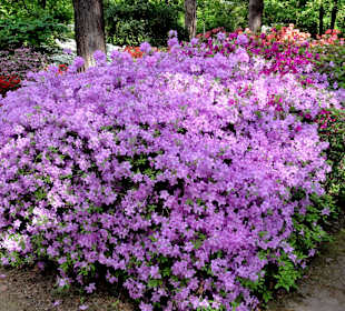 Spaziergang durch den Rhododendronpark im Mai