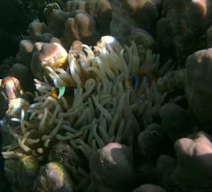 Mangroven-Bay