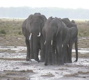 Amboseli