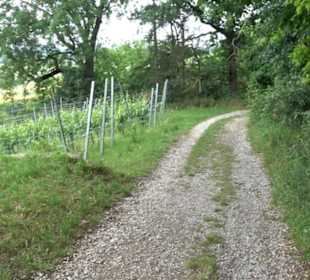 Wanderweg - Alter Steinbruch Pfaffenberg Runde