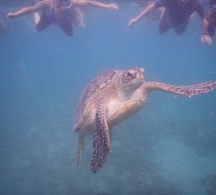 Schnorcheln bei den Schildkröten