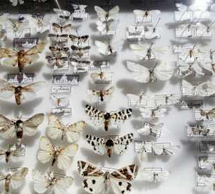 Forschung und Ausstellung im Jardin Méditerranéen