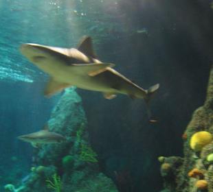 Haifisch Tunnel nr. 2