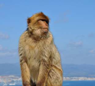 Freilaufende Affen von Gibraltar