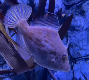 Fisch