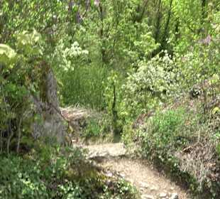 Wallersteiner Felsen