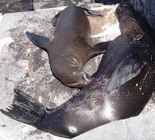 Sea lions