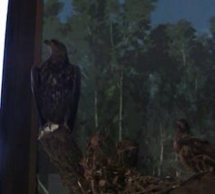 Naturhistorisches Museum