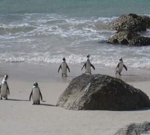 Pinguine am Strand