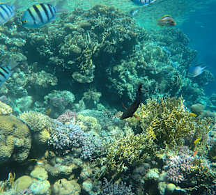 Schnorcheln Sharm el Sheikh