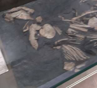 Staatliches Naturkunde Museum