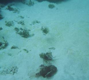 Hausriff des Fort Arabesque