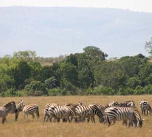 Eine Herde Zebras grasen auf Masai Mara National R