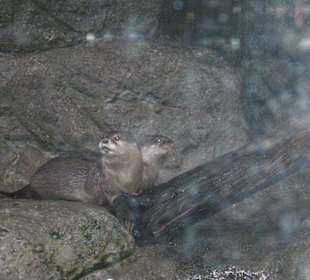 Otter