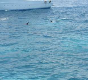 Ausflug zum Dolphinhaus - und ganz viele Delfine