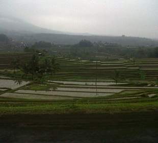 Rice teraces