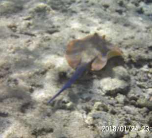 Schnorcheln Marsa Alam