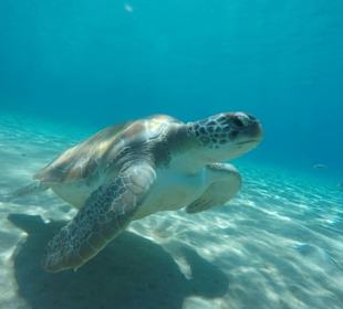 Schnorcheln mit Riesenschildkröten