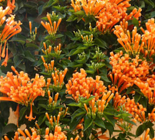 Unterwegs im Taoro-Park