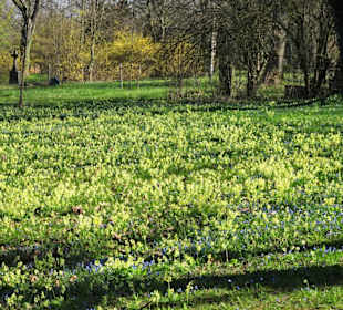 Blühende Wiesen auf dem Lindener Bergfriedhof