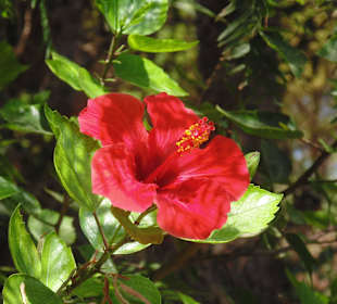 Stare Miasto Rethymno