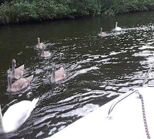 Schwäne im Jagowkanal