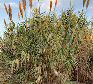 Strand Conil de la Frontera