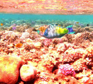 Don't touch or walk/stand on corals or they'll die