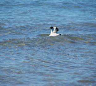 Mei sind die weit draußen...